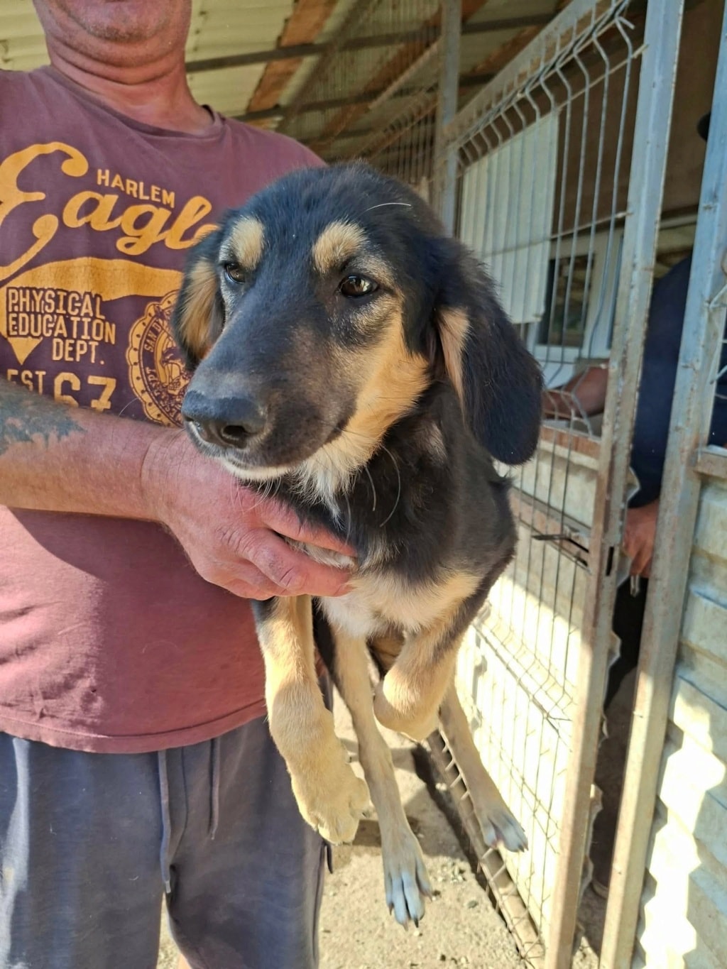 Orkaïa, chien sauvé par Remember Me France
