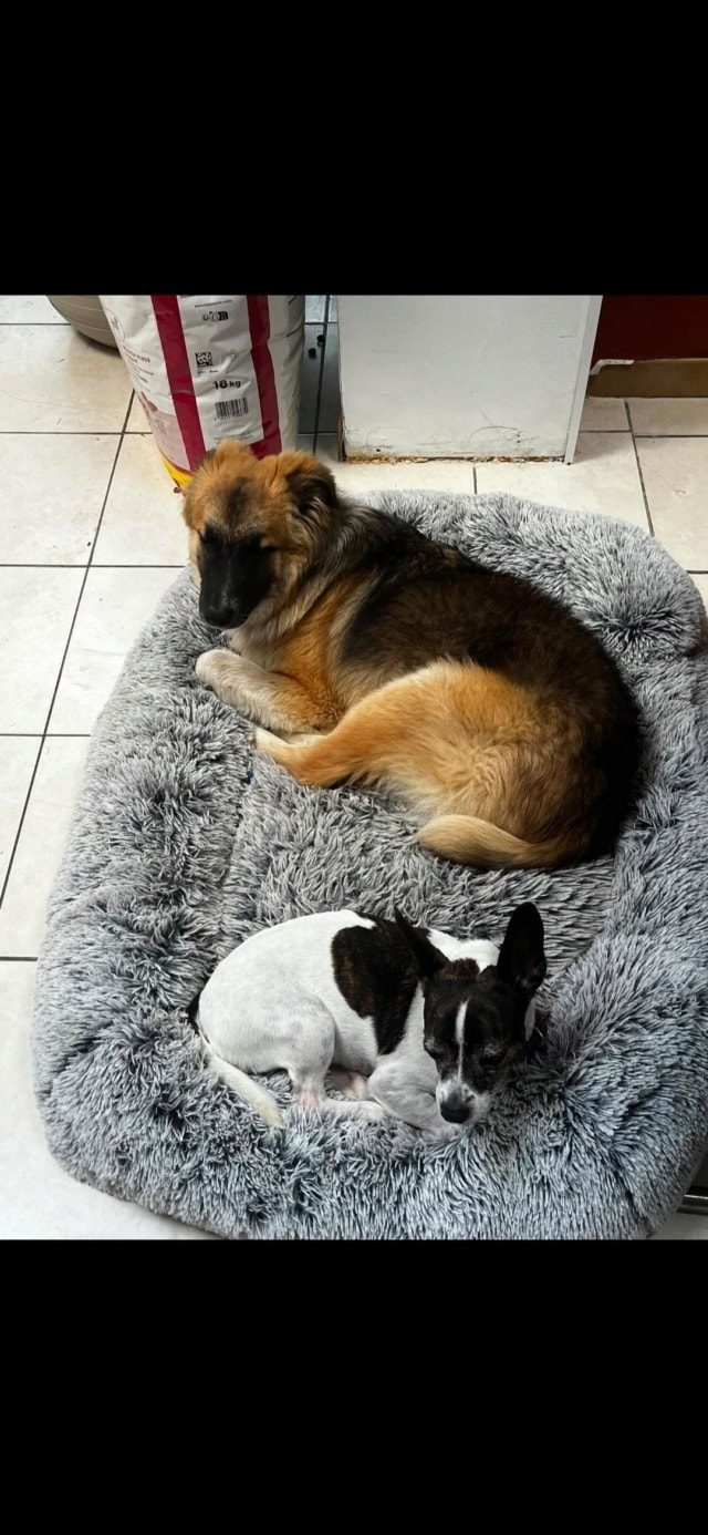 Oslo, a dog rescued by Remember Me France