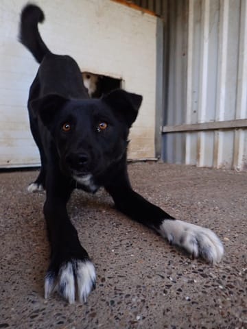 Otopeni, chien à l'adoption