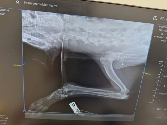 Petillia, chien à l'adoption