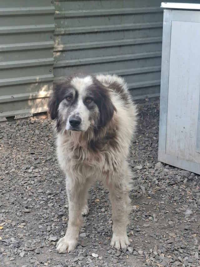 Pilou, chien à l'adoption
