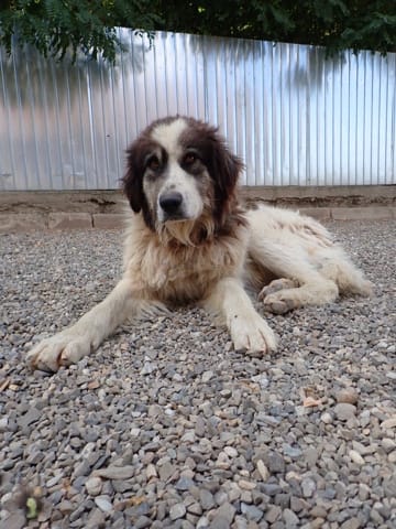 Pilou, chien à l'adoption