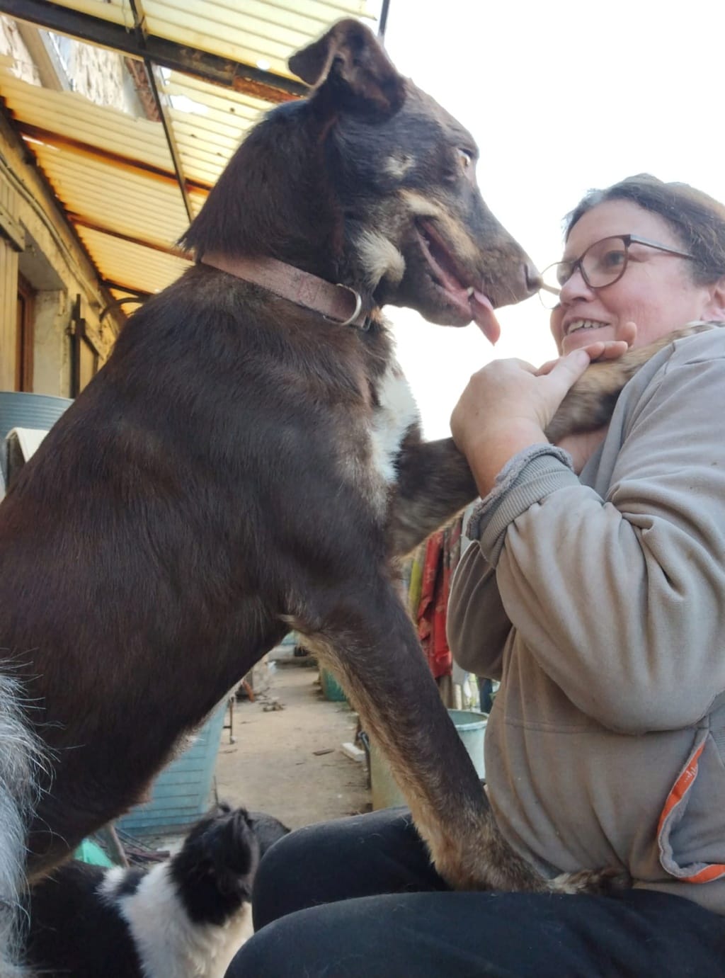 Plume, chien à l'adoption