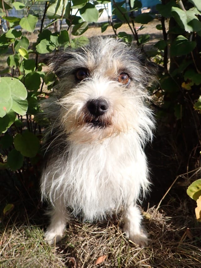 Plumette, chien à l'adoption