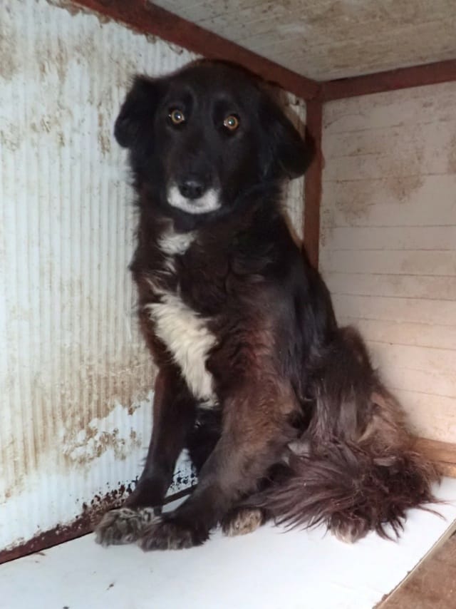 Priya, chien à l'adoption