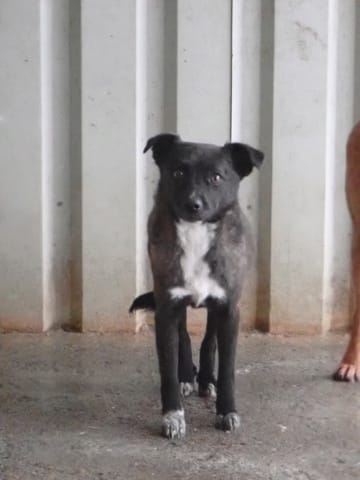 Qora, chien à l'adoption