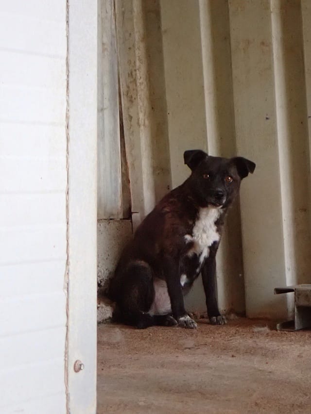 Qora, chien à l'adoption