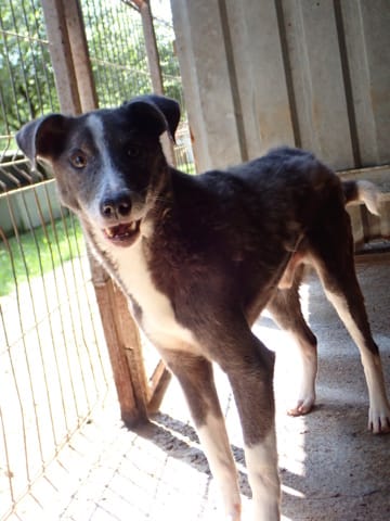 Radu, chien à l'adoption