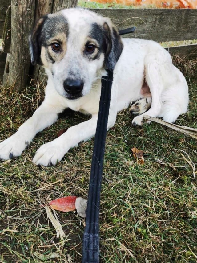 Ragnard, chien à l'adoption