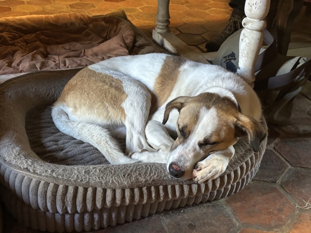 Raiponce, chien à l'adoption