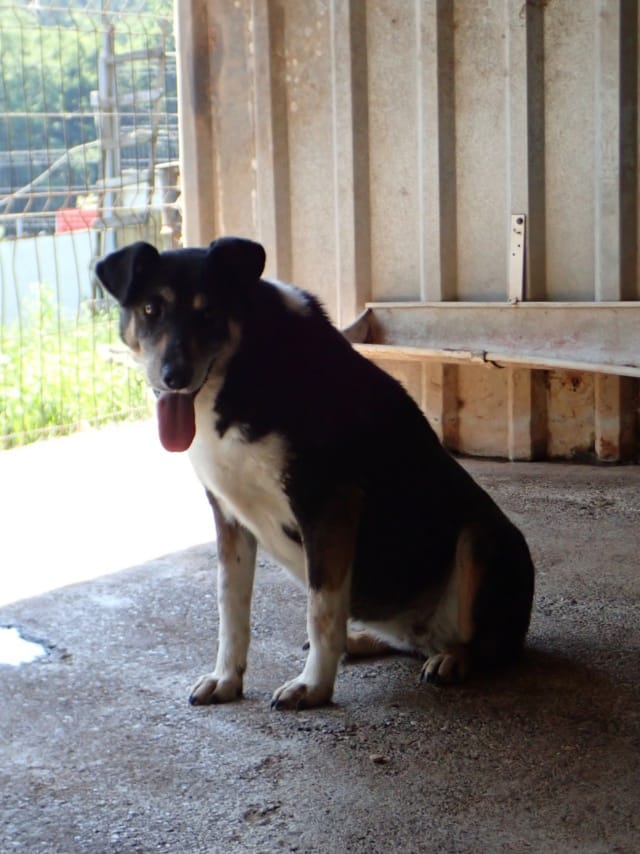 Rajah, chien à l'adoption
