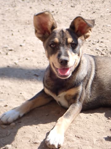 Raphinha · Small dogs for adoption, Remember Me France