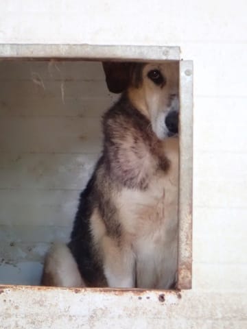 Reno, chien à l'adoption