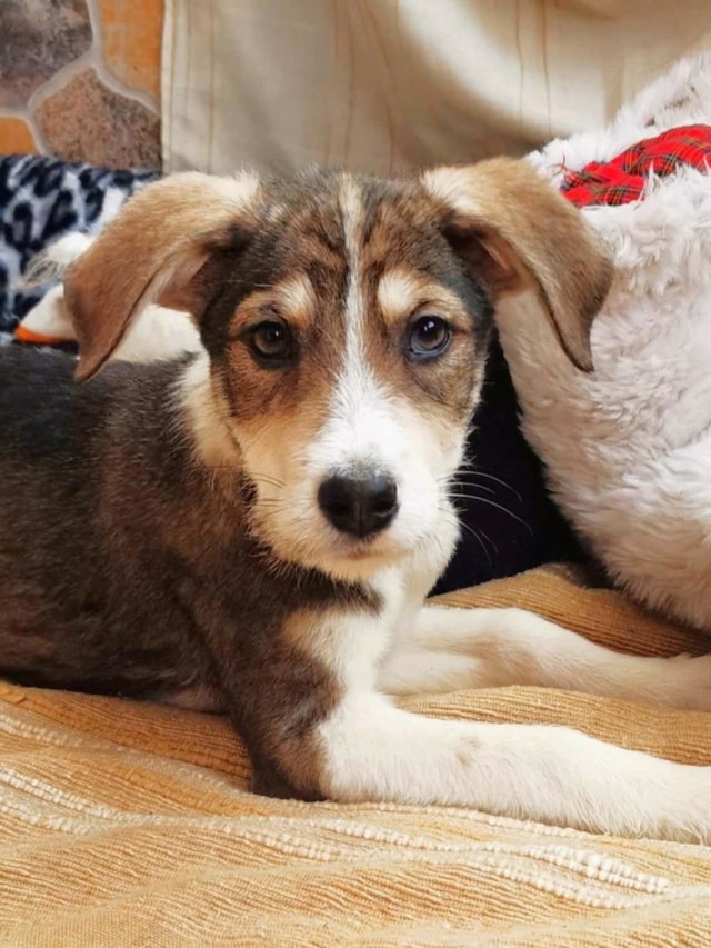 Reuben, chien sauvé par Remember Me France