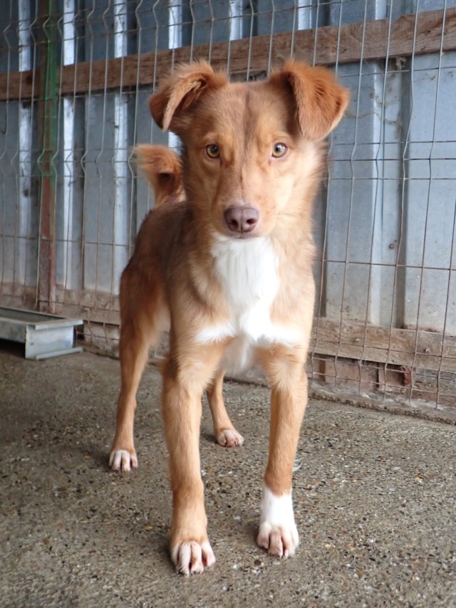 Photo de Reve, à l'adoption
