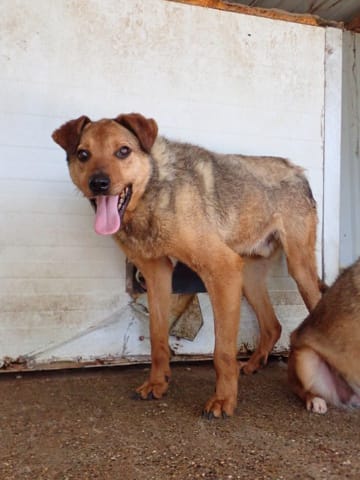 Romeo, chien à l'adoption