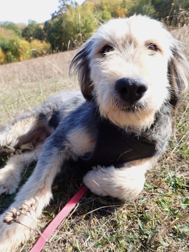 Photo de Roxalya, à l'adoption
