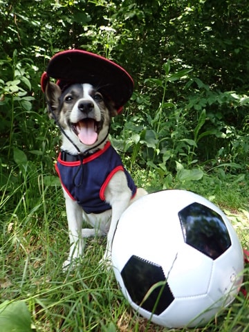 Sadio, chien sauvé par Remember Me France