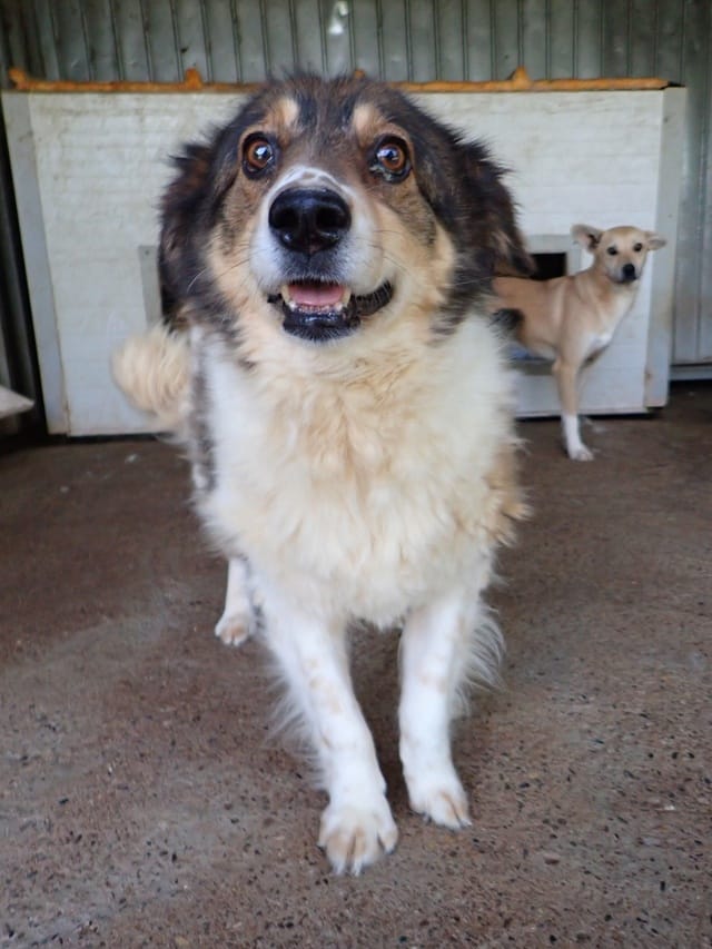 Sadjy, chien à l'adoption