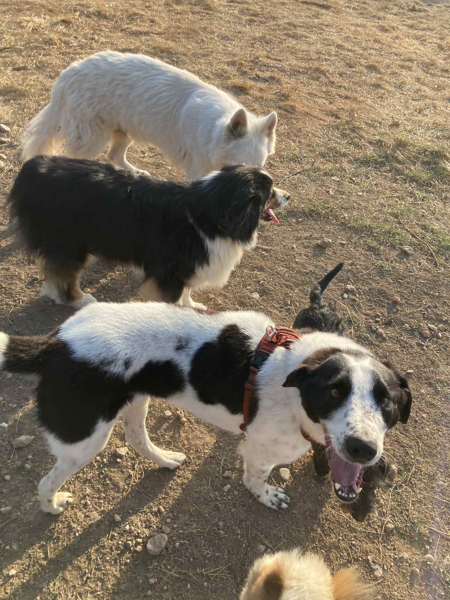 Sambo, chien à l'adoption