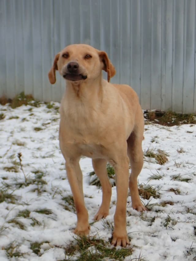 Sammy · Chiens en urgence, Remember Me France