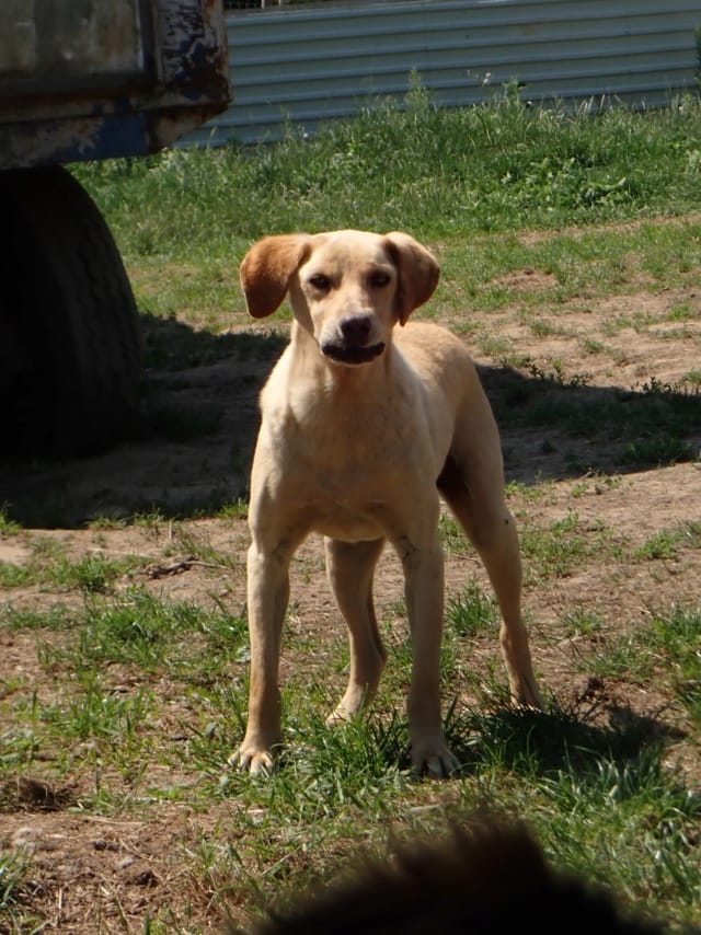 Sammy, chien à l'adoption