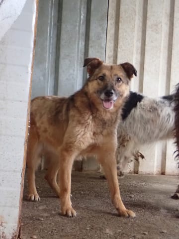 Samsara, chien à l'adoption