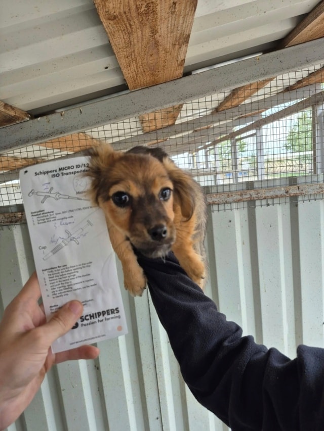 Photo de Sanyi, à l'adoption
