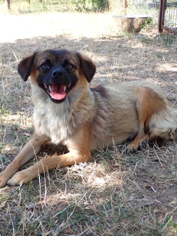Photo de Saskara, à l'adoption