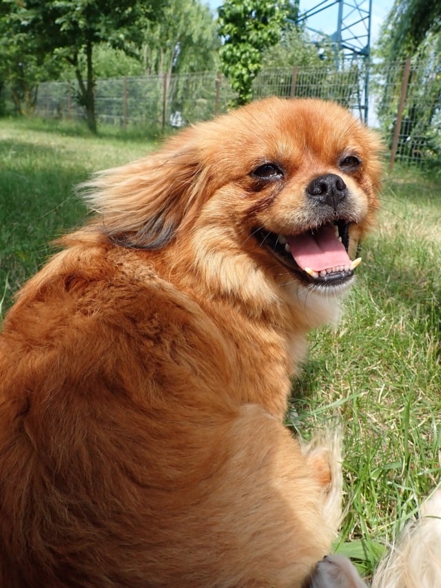 Satanas, chien sauvé par Remember Me France