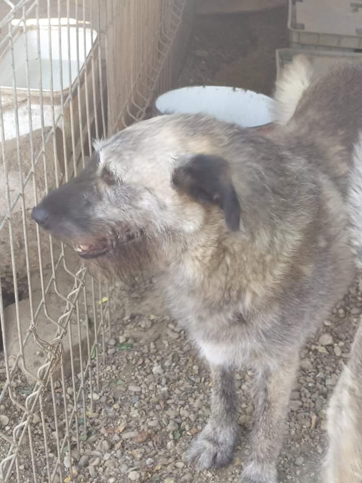 Scona, chien à l'adoption