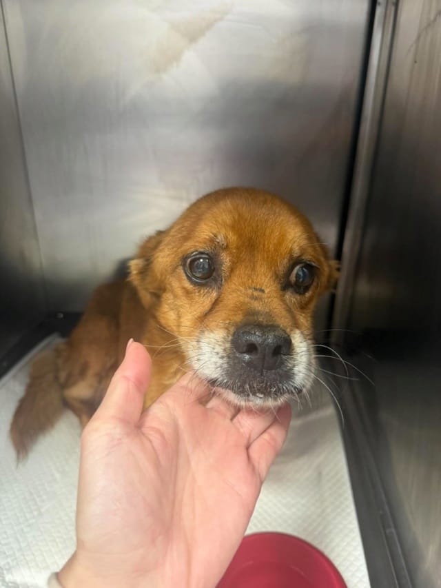 Scrunch, rescue dog available for adoption