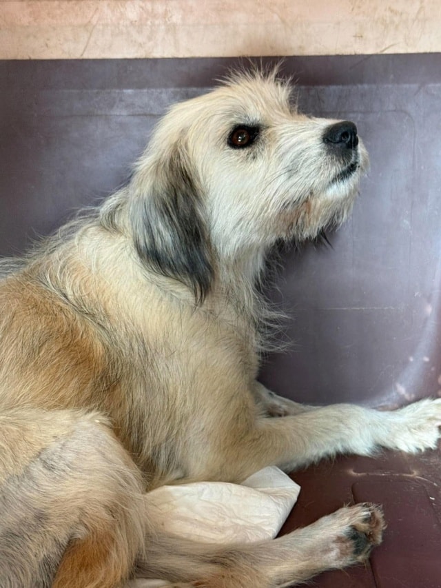Photo de Selira, à l'adoption