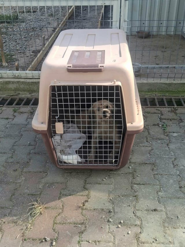 Selira, chien à l'adoption