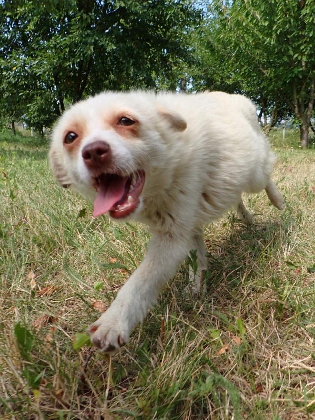 Serenaïs, chien sauvé par Remember Me France