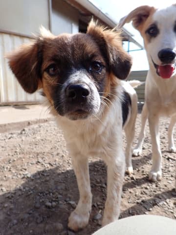 Shenzi · Puppies for adoption, Remember Me France