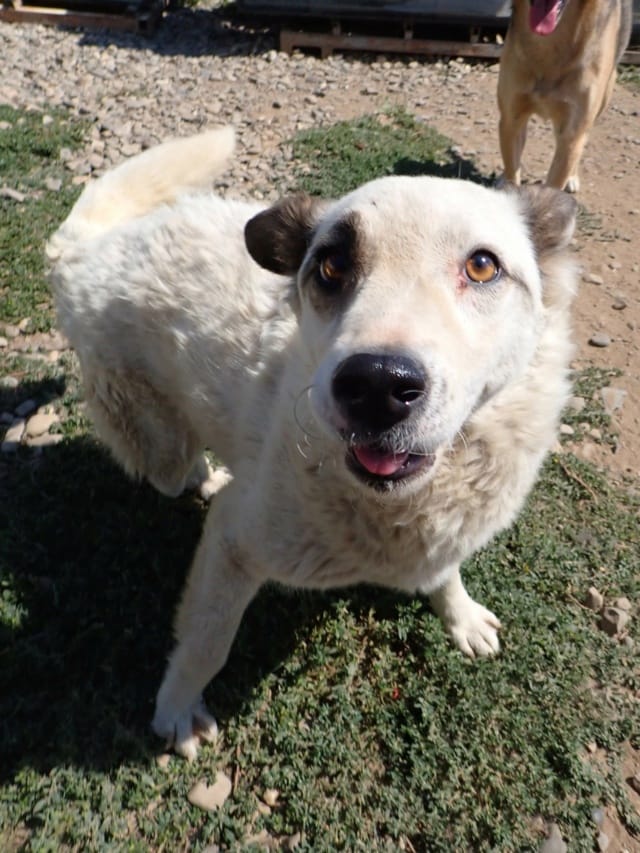 Shiny, rescue dog available for adoption