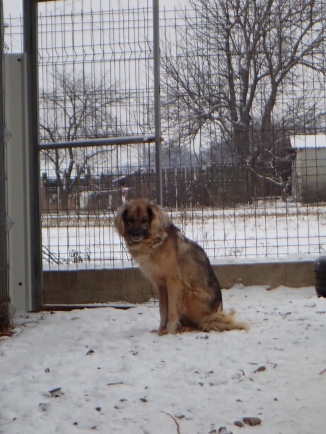 Shirin, chien à l'adoption