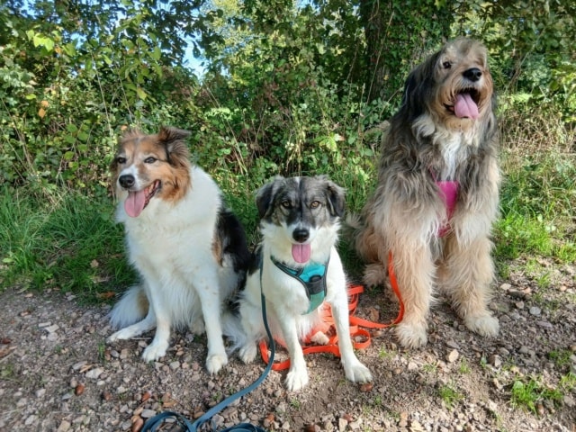 Siska, a dog rescued by Remember Me France