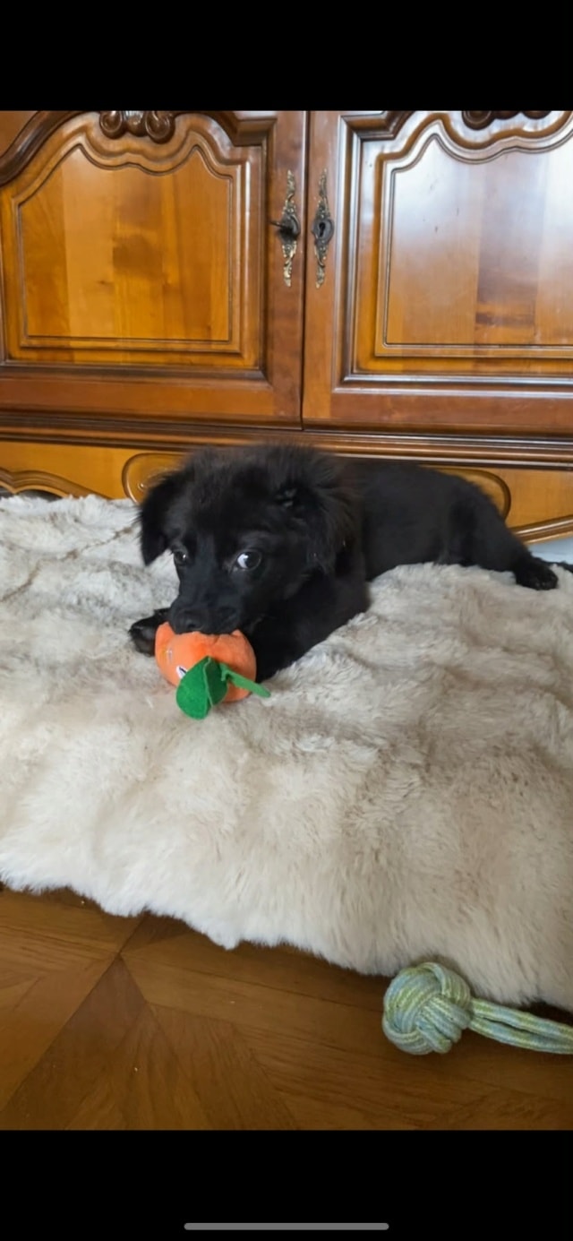 Sitka, chien sauvé par Remember Me France