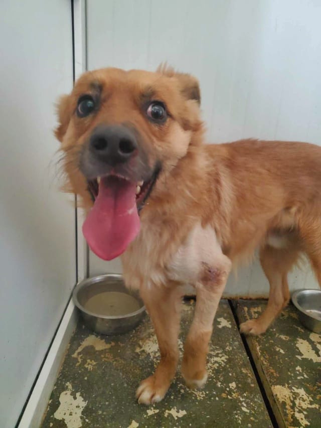 Snoopy, rescue dog available for adoption