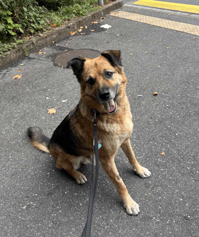 Socrate, chien sauvé par Remember Me France