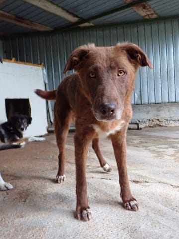 Solaar, chien à l'adoption