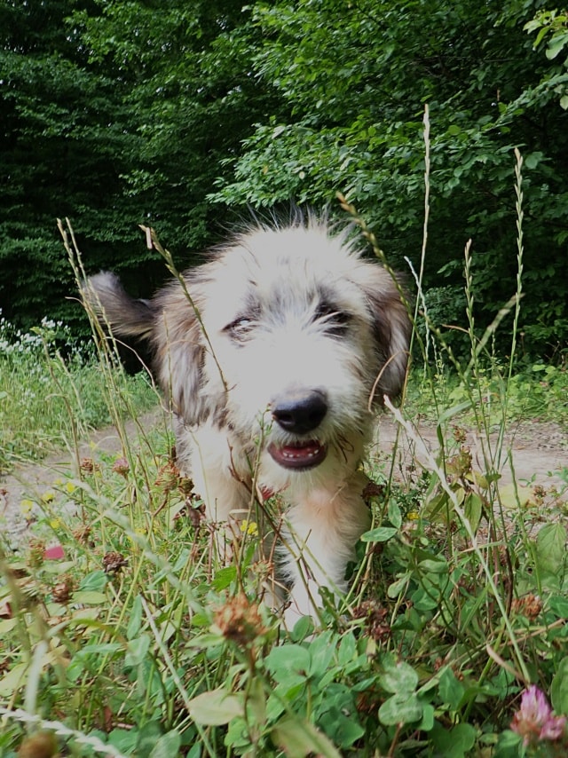 Photo de Sorel, à l'adoption