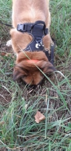 Soria, chien sauvé par Remember Me France