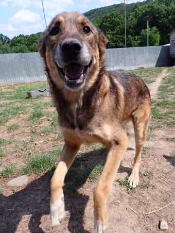 Stetson, chien à l'adoption
