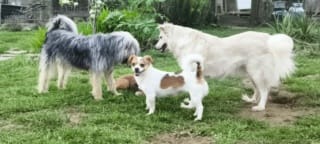 Sumi, chien à l'adoption