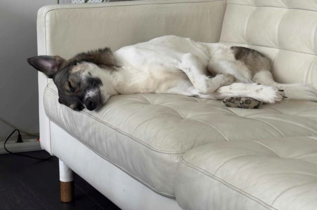 Sunn, chien à l'adoption