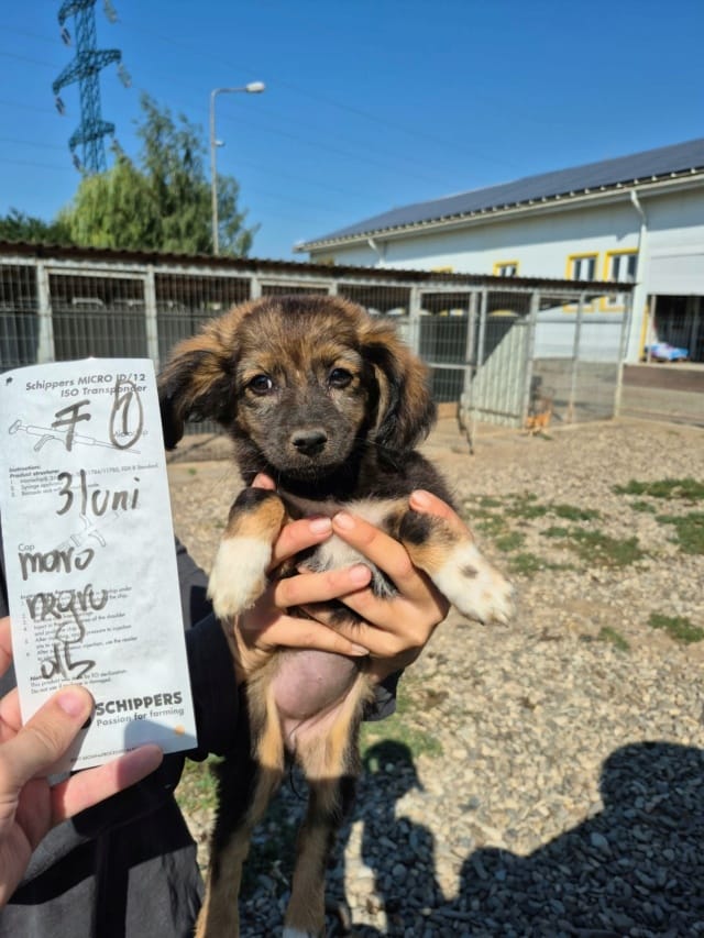 Svetlina, chien à l'adoption