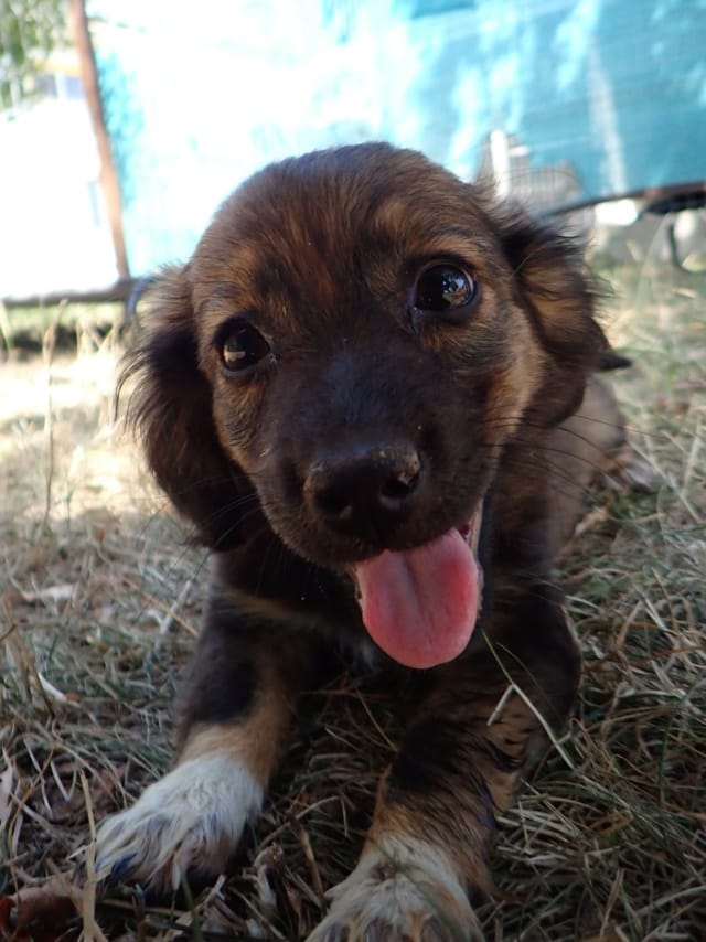 Svetlina, chien à l'adoption